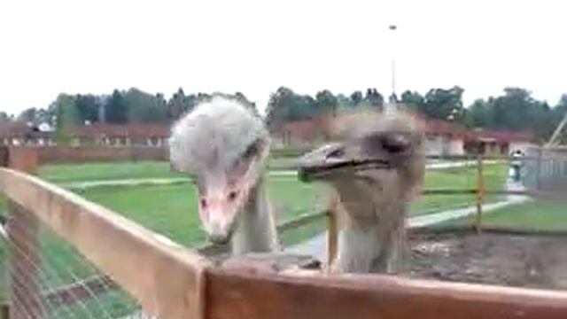 страусы смотреть онлайн