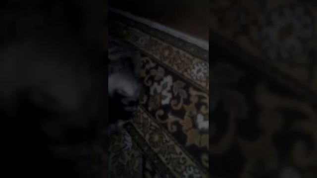 Моя кошка проглотила муху смотреть онлайн