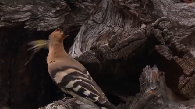 Дикая природа Германии _- Лаузиц смотреть онлайн