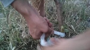 Как привить почку//прививаем черешню к вишне