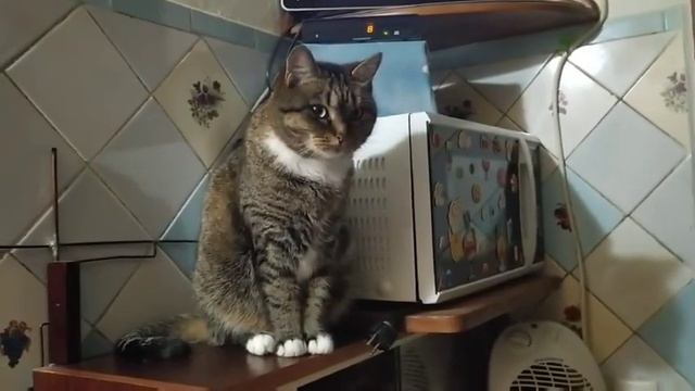 ???СОНЯМОМЕНТЫ ???Холодильник Надо Протереть!!! И Можно Идти Спать!!! ??? смотреть онлайн