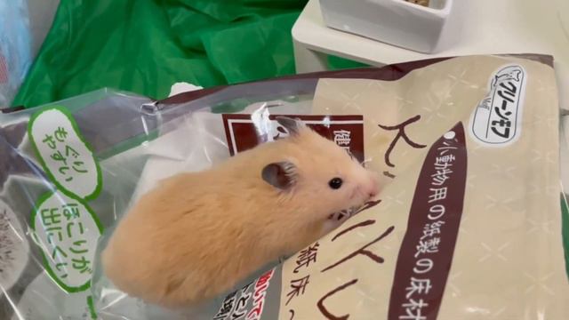 ハムスターケージの掃除をしていたらガサガサと音が【ペットサークルのハムスター】 смотреть онлайн