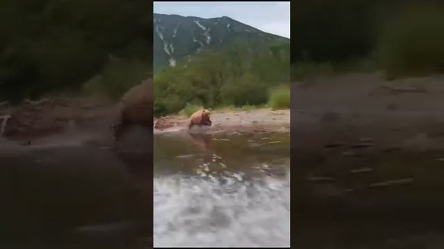 #сахалин #медведь #река #россия смотреть онлайн