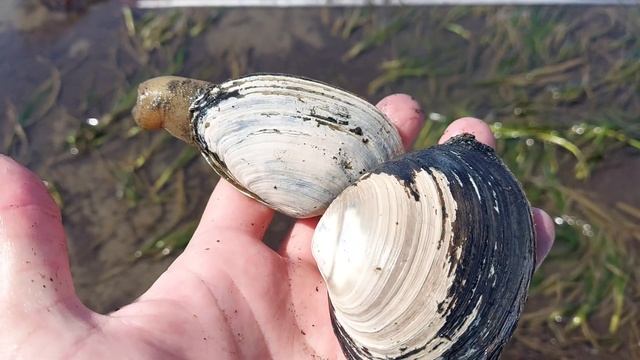 Собираем ракушку на Сахалине, тихая рыбалка смотреть онлайн