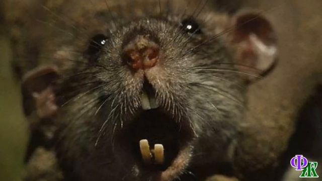 ГБР 9. «Местные чего-то боятся! У некоторых беда – пропали близкие». - мрачно доложил Грей