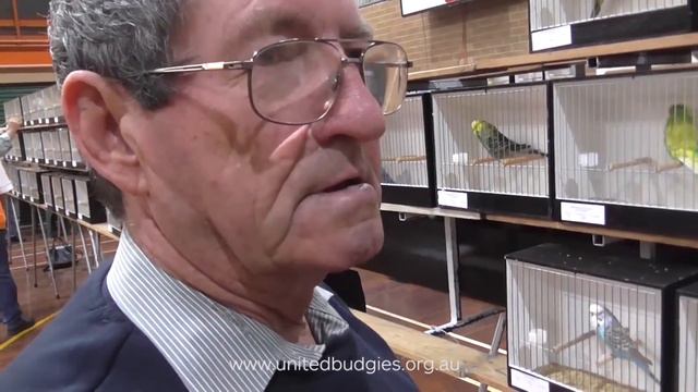 Frank Gardiner Young Bird Shield 2016 - Budgerigar Council of Victoria смотреть онлайн