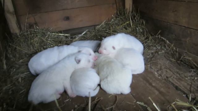 У ЩЕНКОВ НАЧИНАЮТ ЧЕРНЕТЬ НОСЫ!!! смотреть онлайн