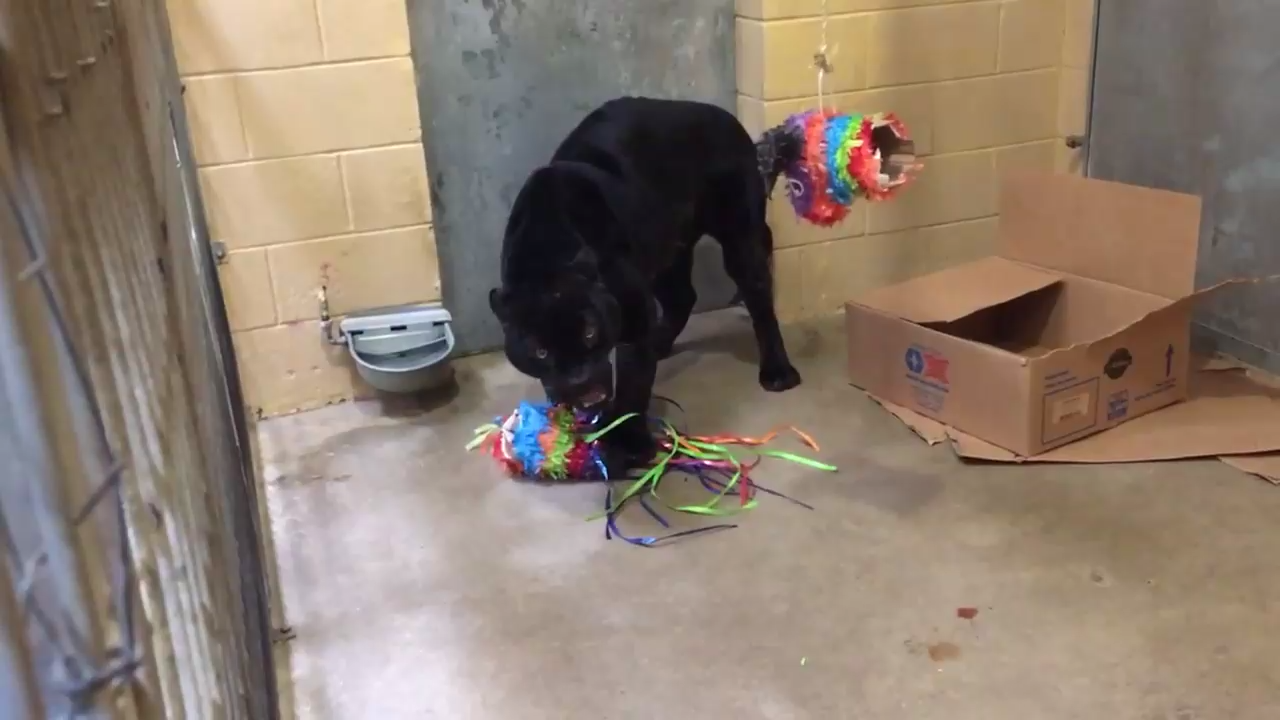 Брут хочет убивать! смотреть онлайн