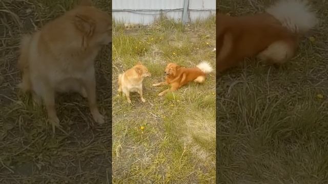 Финский шпиц. Вязка собак. смотреть онлайн
