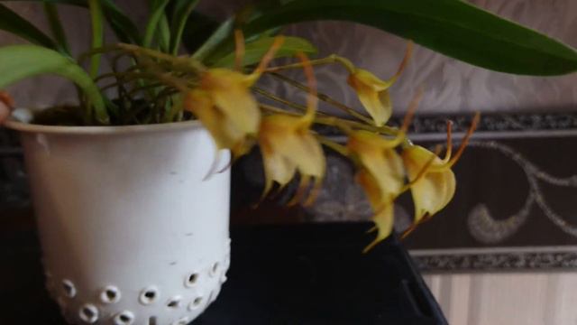 и опять масдеваллия Floribunda