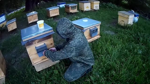 СОБИРАЮ ПЫЛЬЦУ \\ ПЧЕЛОВОДСТВО С НУЛЯ смотреть онлайн