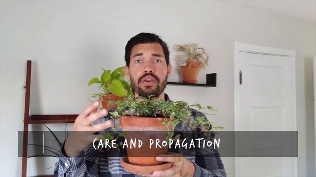 Growing English Ivy (Hedera Helix) As A Houseplant