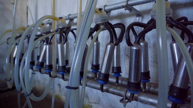 Как выбирали молокопровод | Молочное животноводство | КУЛЬТИВАТОР смотреть онлайн