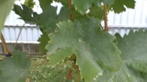 Виноград .Находка для новичков . Пасынковый урожай.