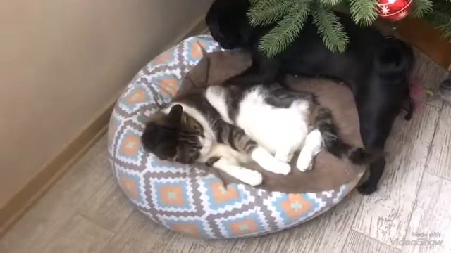 Кот и собака дерутся смотреть онлайн