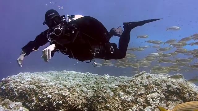 Рёвы Горбатых Китов | подводный мир| музыка китов. смотреть онлайн