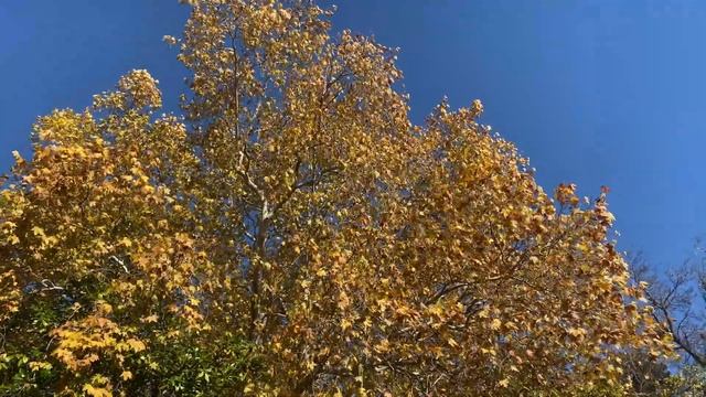 4K Лес Шелест листьев, шелест листвы. АСМР | Forest Rustle of foliage, rustle of leaves. ASMR смотреть онлайн