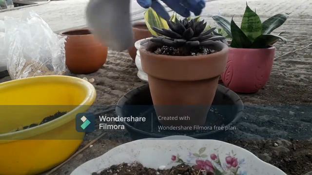 Echeveria Affinis смотреть онлайн