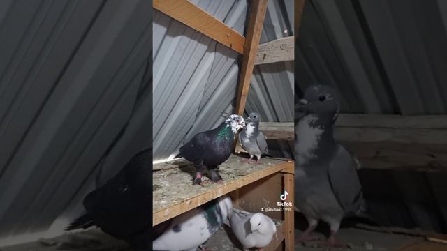 ГОЛУБИ В ТАДЖИКИСТАНЕ 06.03.2022 смотреть онлайн