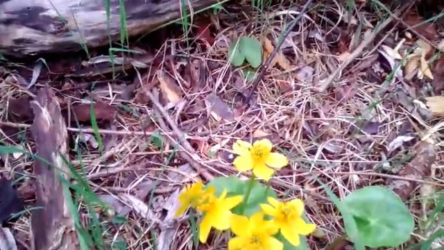 Дача на острове смотреть онлайн