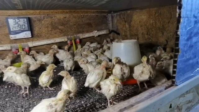 Убирать перепелов или нет? Лучшая температура для содержания перепелов. смотреть онлайн