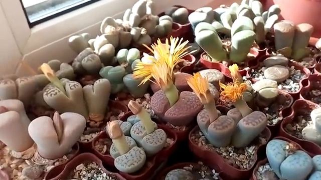 Если нет веранды? Как организовать зимовку кактусу? Литопсы цветут. смотреть онлайн