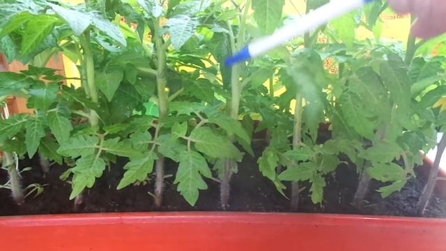 ТОМАТ ПИНОККИО - КАРЛИКОВЫЙ ГОРШЕЧНЫЙ СОРТ ПОДХОДИТ И ДЛЯ ОТКРЫТОГО ГРУНТА. Ольга Чернова. смотреть онлайн