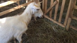 Коза и новорожденный козленок