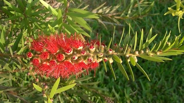 Limpiatubos: Callistemon citrinus (www.riomoros.com) смотреть онлайн