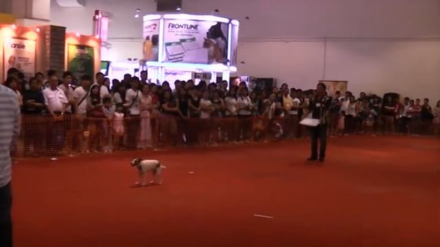Groovy JRT in Obedience Open class - Mid Valley trials, June 2013 смотреть онлайн