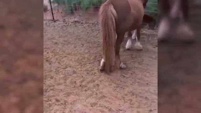 Милые пони и красивые лошади в этой видео-подборке смотреть онлайн