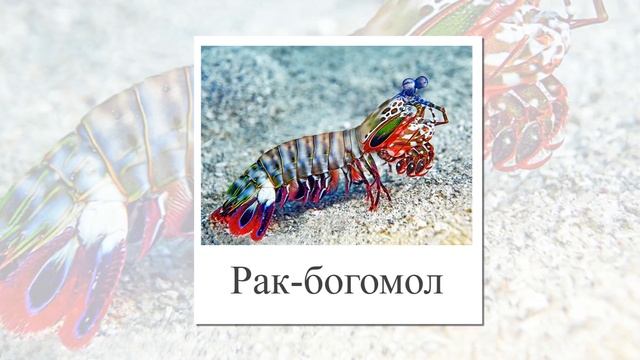 Морские животные из самых глубин. Развивающее видео для детей. Картинки для детей. смотреть онлайн