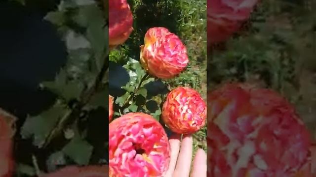 Цветение розы Вулканика. смотреть онлайн
