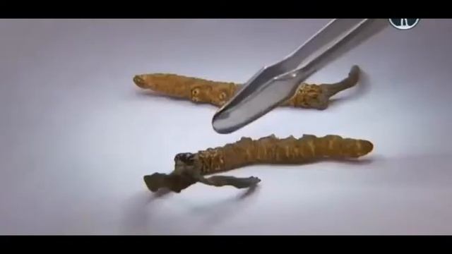 как отличить кордицепс смотреть онлайн