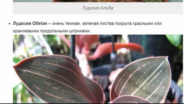 Орхидея лудизия – миниатюрные цветы и яркие листья смотреть онлайн