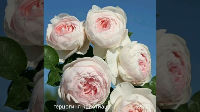 Как зимуют штамбовые розы в питомнике,. Обзор сортов привитых на штамб смотреть онлайн