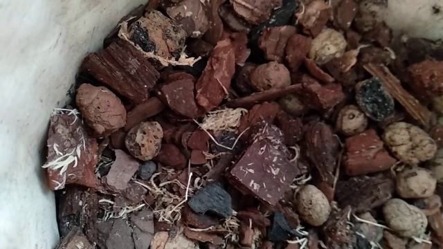 САЖАЙТЕ орхидеи ТАК! орхидеи ПРОБУЖДАЮТ корни! орхидеи РЕАНИМАЦИЯ В ЖАРУ! орхидеи БЕЗ КОРНЕЙ оживут смотреть онлайн