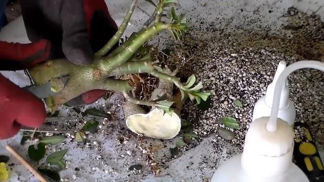 Method To Create Radial Or Ring Adenium Obesum Estate .