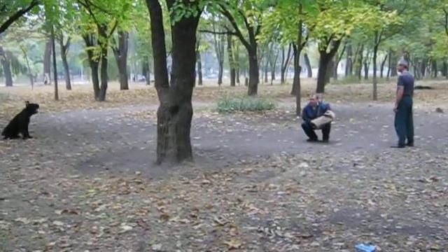 ризеншнауцер Тимур.avi смотреть онлайн