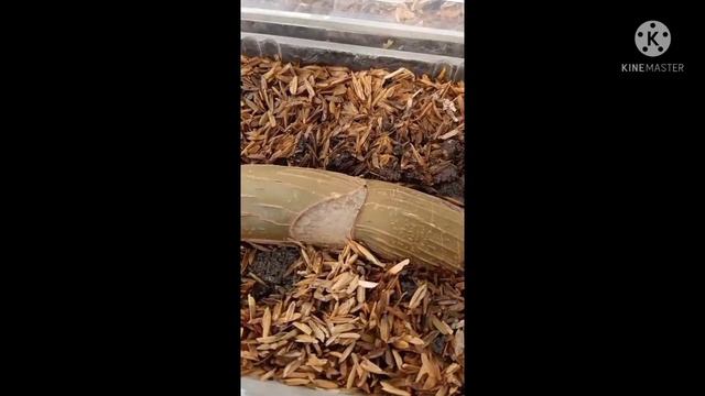 Cara Tanam Bonggol Monstera Anti gagal ☘️🍀🌱Begini Reviewnya !! 😘🌿 смотреть онлайн