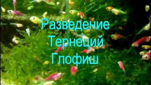 Разведение тернеций глофиш