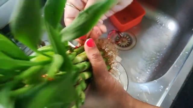 Lucky Bamboo #Plant (Dracaena Sanderiana) - Care & Tip for Curing of yellow leaves. #luckybamboo смотреть онлайн