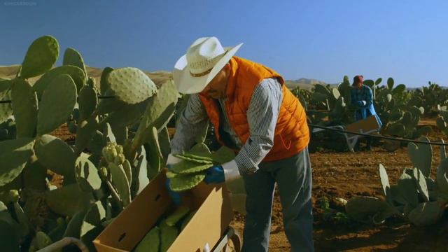 Sesame Street: Cookie Monster's Foodie Truck- Cactus