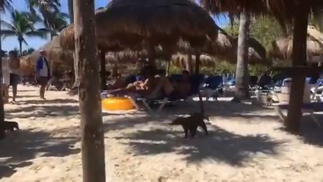 носухи на пляже в Мексике смотреть онлайн