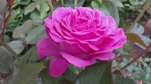 РОЗЫ Сурир де Перигё  АФРОДИТА съемка 20.08.21