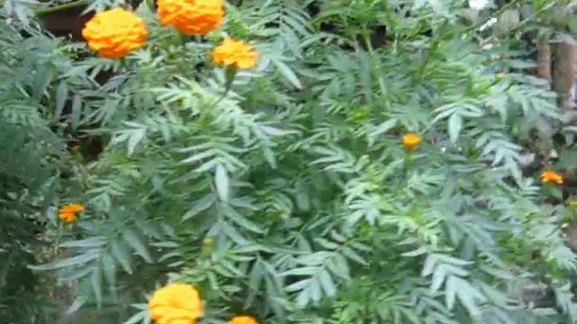 MARIGOLD (Tagetes Erecta)