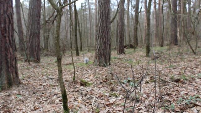 Выпуск в природу. Заяц-русак Ниндзя смотреть онлайн