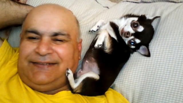 Милота! Чихуахуа Пулька и шотландская кошка Буня. 28.12.2021. смотреть онлайн