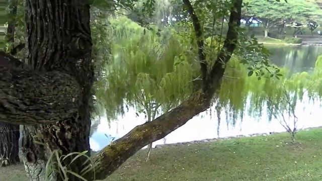 Xiaomi Mitu Drone Footage (Therapeutic Garden, Bishan Park, Singapore) смотреть онлайн