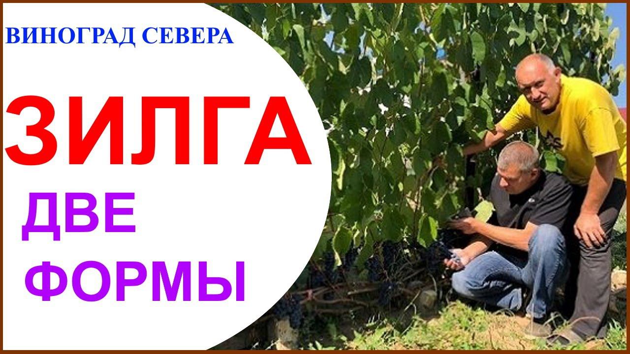 Виноград Зилга Двуликий Янус